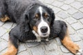 Bernese mountain dog lying on the floor and looking very cute.