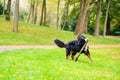 Bernese mountain dog fetching stick