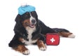 Bernese mountain dog with first aid kit Royalty Free Stock Photo