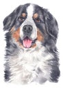 Water colour painting portrait of Berner Sennenhund 170