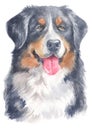 Water colour painting portrait of Berner Sennenhund 169