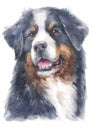 Water colour painting portrait of Berner Sennenhund 174