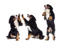 Bernese Mountain Dog gives paw over Royalty Free Stock Photo