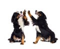 Bernese Mountain Dog gives paw over Royalty Free Stock Photo