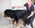 Bernese mountain dog, grooming salon. A woman combs the wool with a special tool for combing the undercoat