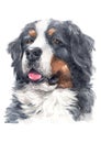 Water colour painting of Bernese Mountain Dog 041