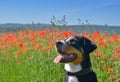 Bernese mountain dog Royalty Free Stock Photo