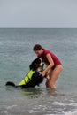 Bernese Mountain Dog is lifeguard and bodyguard on water and on land. Training of rescue dog in pond. Young cute Caucasian red