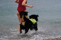 Bernese Mountain Dog is lifeguard and bodyguard on water and on land. Training of rescue dog in pond. Young cute Caucasian red