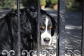 Bernese Mountain Dog looking through gate`s bars