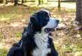 Bernese mountain dog lying on grass during fall day Royalty Free Stock Photo