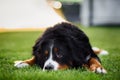 Bernese Mountain Dog lying on grass Royalty Free Stock Photo