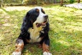 Bernese Mountain dog lying on the grass on a sunny day Royalty Free Stock Photo