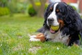 Bernese Mountain Dog lying on the grass, tennis ball in his mouth. Royalty Free Stock Photo