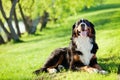 Bernese Mountain dog