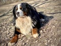 bernese mountain dog