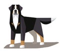 Bernese Mountain Dog minimalist image