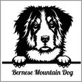 Bernese Mountain Dog - Peeking Dogs - breed face head isolated on white