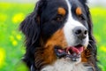 Bernese Mountain Dog portrait Royalty Free Stock Photo