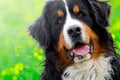 Bernese Mountain Dog portrait Royalty Free Stock Photo