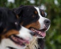 Bernese Mountain Dog Portrait