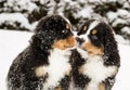 Bernese mountain dog puppets sniff each others Royalty Free Stock Photo