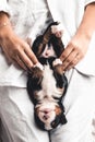 Bernese mountain dog puppy in female hands, care for animals Royalty Free Stock Photo