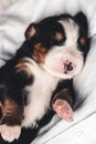 Bernese mountain dog puppy in female hands, care for animals, newborns Royalty Free Stock Photo