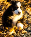 Bernese mountain dog puppy looking into the sunset on a pacific northwest beach Royalty Free Stock Photo