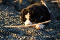 Bernese mountain dog puppy looking into the sunset on a pacific northwest beach Royalty Free Stock Photo