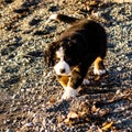 Bernese mountain dog puppy looking into the sunset on a pacific northwest beach Royalty Free Stock Photo