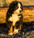 Bernese mountain dog puppy looking into the sunset on a pacific northwest beach Royalty Free Stock Photo