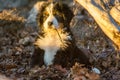 Bernese mountain dog puppy looking into the sunset on a pacific northwest beach Royalty Free Stock Photo