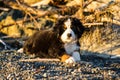 Bernese mountain dog puppy looking into the sunset on a pacific northwest beach Royalty Free Stock Photo