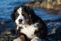 Bernese mountain dog puppy looking into the sunset on a pacific northwest beach Royalty Free Stock Photo