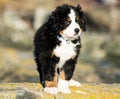 Bernese mountain dog puppy looking into the sunset on a pacific northwest beach Royalty Free Stock Photo