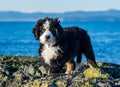 Bernese mountain dog puppy looking into the sunset on a pacific northwest beach Royalty Free Stock Photo