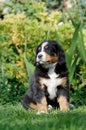 Bernese Mountain Dog puppy portrait