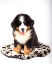 Bernese mountain dog puppy Royalty Free Stock Photo