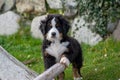 Bernese mountain dog puppy staring at camera