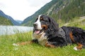 Bernese Mountain Dog relaxing by the mountain lake Royalty Free Stock Photo