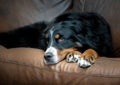 Beautiful female Bernese Mountain dog relaxing on the sofa at home after a long walk