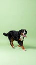 Bernese Mountain Dog Running and Playing on a Light Green Background Royalty Free Stock Photo