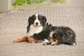 Bernese Mountain Dog Sennenhund Royalty Free Stock Photo