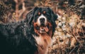 Bernese mountain dog, sheepdog outdoors, cute and playful Royalty Free Stock Photo