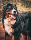 Bernese mountain dog, sheepdog outdoors, cute and playful Royalty Free Stock Photo