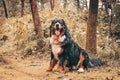 Bernese mountain dog, sheepdog outdoors, cute and playful Royalty Free Stock Photo