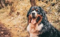 Bernese mountain dog, sheepdog outdoors, cute and playful Royalty Free Stock Photo