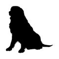 Bernese Mountain Dog Silhouette Royalty Free Stock Photo