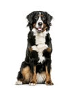 Bernese Mountain Dog sitting in front of white background